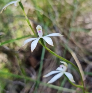 Caladenia sp. at Uriarra Village, ACT - suppressed