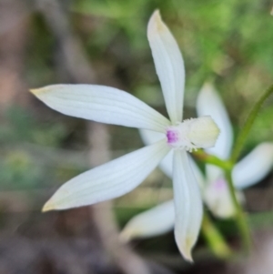 Caladenia sp. at Uriarra Village, ACT - suppressed