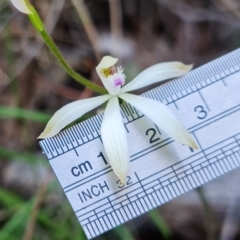 Caladenia sp. at Uriarra Village, ACT - suppressed