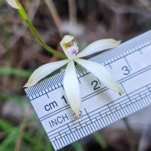 Caladenia sp. at Uriarra Village, ACT - 9 Oct 2021