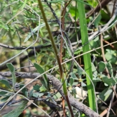 Caladenia sp. at Uriarra Village, ACT - suppressed