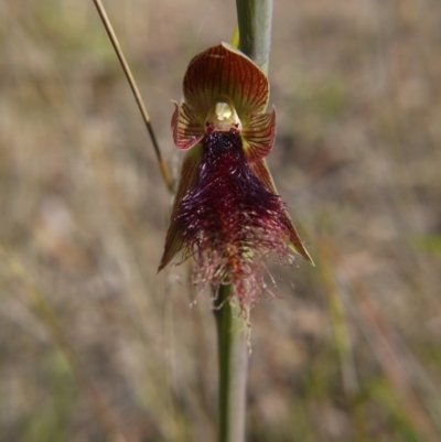 Calochilus platychilus (Purple Beard Orchid) at Black Mountain - 9 Oct 2021 by ClubFED