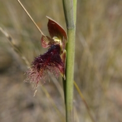 Calochilus platychilus at Molonglo Valley, ACT - suppressed