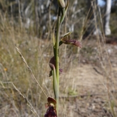 Calochilus platychilus at Molonglo Valley, ACT - suppressed