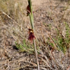 Calochilus platychilus at Molonglo Valley, ACT - suppressed