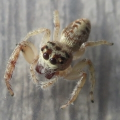 Opisthoncus grassator (Jumping spider) at Narrabundah, ACT - 23 Sep 2021 by RobParnell