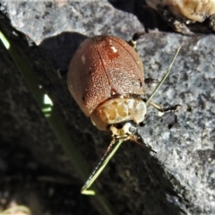 Paropsis aegrota (Eucalyptus Tortoise Beetle) at Paddys River, ACT - 9 Oct 2021 by JohnBundock