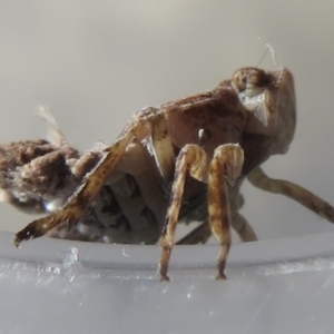 Platybrachys sp. (genus) at Narrabundah, ACT - 23 Sep 2021