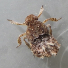 Platybrachys sp. (genus) at Narrabundah, ACT - 23 Sep 2021