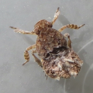 Platybrachys sp. (genus) at Narrabundah, ACT - 23 Sep 2021