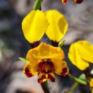 Diuris semilunulata at Coree, ACT - 9 Oct 2021