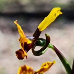 Diuris semilunulata at Coree, ACT - 9 Oct 2021