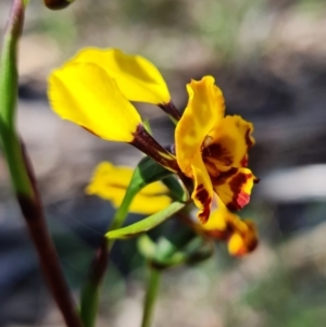 Diuris semilunulata at Coree, ACT - 9 Oct 2021