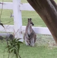 Notamacropus rufogriseus (Red-necked Wallaby) at Kangaroo Valley, NSW - 6 Oct 2021 by Evmoreno