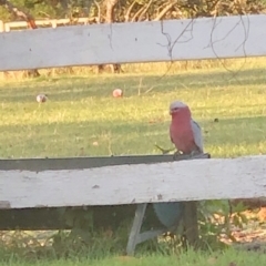 Eolophus roseicapilla (Galah) at Kangaroo Valley, NSW - 6 Jul 2021 by Evmoreno