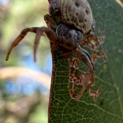 Cymbacha ocellata (Crab spider) at Murrumbateman, NSW - 8 Oct 2021 by SimoneC