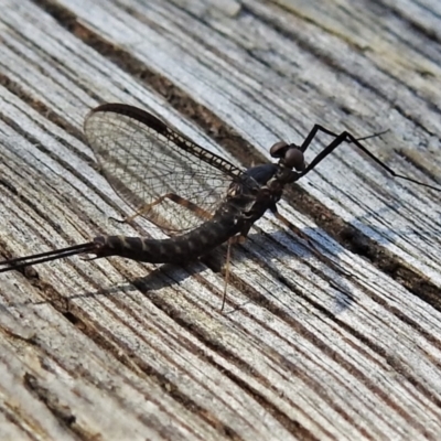 Ephemeroptera (order) (Unidentified Mayfly) at Tidbinbilla Nature Reserve - 9 Oct 2021 by JohnBundock