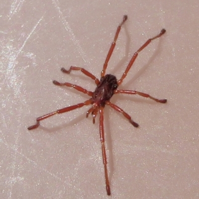 Erythraeidae (family) (Erythraeid mite) at Narrabundah, ACT - 14 Sep 2021 by RobParnell