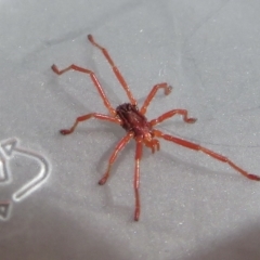 Erythraeidae (family) at Narrabundah, ACT - 14 Sep 2021 02:03 PM