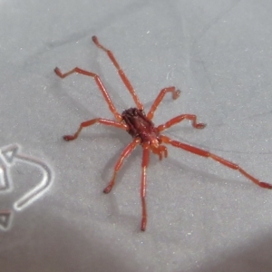 Erythraeidae (family) at Narrabundah, ACT - 14 Sep 2021