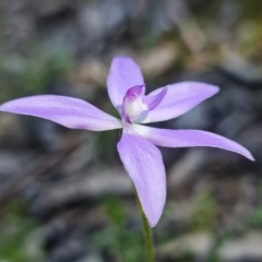 Glossodia major (Wax Lip Orchid) at Uriarra Village, ACT - 9 Oct 2021 by RobG1