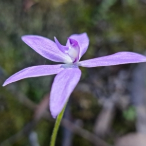 Glossodia major at Uriarra Village, ACT - 9 Oct 2021