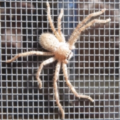 Sparassidae (family) (A Huntsman Spider) at Narrabundah, ACT - 14 Sep 2021 by RobParnell