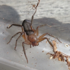 Gnaphosidae or Trochanteriidae (families) at Narrabundah, ACT - 14 Sep 2021 01:57 PM