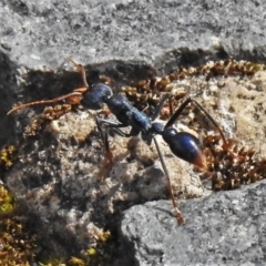 Myrmecia tarsata (Bull ant or Bulldog ant) at Tidbinbilla Nature Reserve - 9 Oct 2021 by JohnBundock