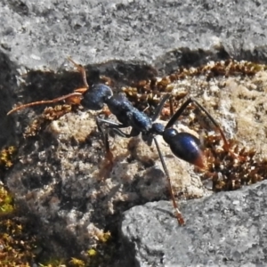 Myrmecia tarsata at Paddys River, ACT - 9 Oct 2021 03:20 PM