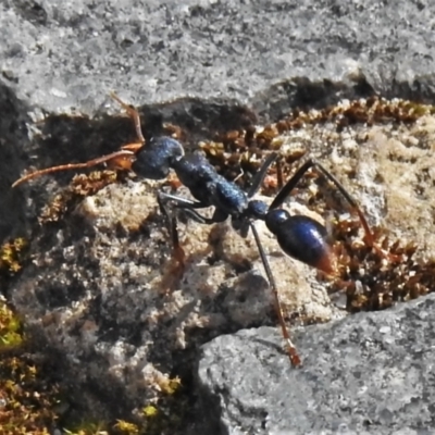 Myrmecia tarsata (Bull ant or Bulldog ant) at Tidbinbilla Nature Reserve - 9 Oct 2021 by JohnBundock