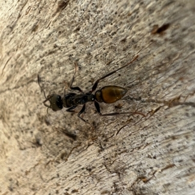 Myrmecia piliventris (Golden tail bull ant) at Murrumbateman, NSW - 9 Oct 2021 by SimoneC