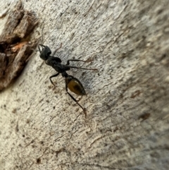 Myrmecia piliventris at Murrumbateman, NSW - 9 Oct 2021 04:28 PM