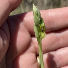 Hymenochilus bicolor (Black-tip Greenhood) at Kambah, ACT - 9 Oct 2021 by Shazw