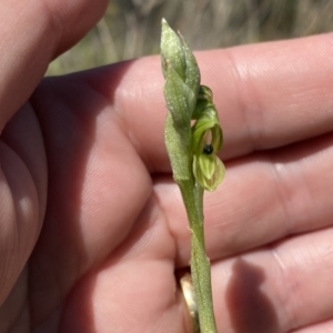 Hymenochilus bicolor (ACT) = Pterostylis bicolor (NSW) at Kambah, ACT - 9 Oct 2021