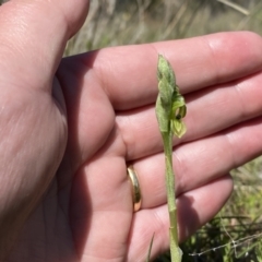 Hymenochilus bicolor (ACT) = Pterostylis bicolor (NSW) at Kambah, ACT - 9 Oct 2021