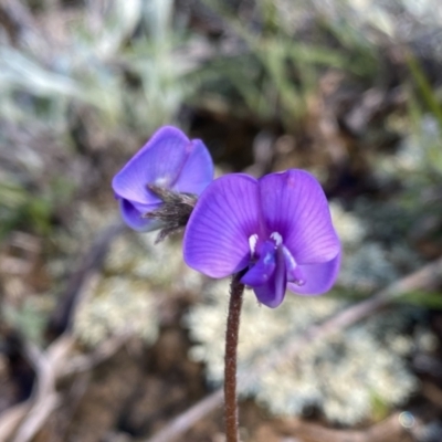 Swainsona behriana (Behr's Swainson-Pea) at Theodore, ACT - 9 Oct 2021 by Shazw