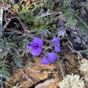 Swainsona behriana at Theodore, ACT - 9 Oct 2021 10:33 AM