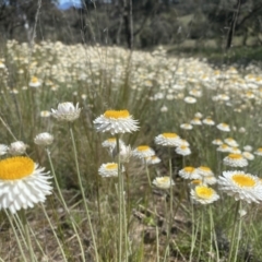 Leucochrysum albicans subsp. tricolor (Hoary Sunray) at Tuggeranong DC, ACT - 9 Oct 2021 by Shazw