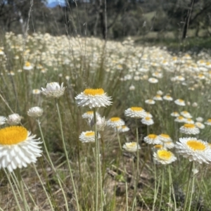 Leucochrysum albicans subsp. tricolor at Tuggeranong DC, ACT - 9 Oct 2021 11:36 AM