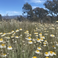 Leucochrysum albicans subsp. tricolor at Tuggeranong DC, ACT - 9 Oct 2021 11:36 AM