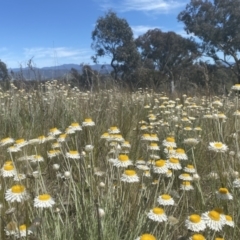 Leucochrysum albicans subsp. tricolor at Tuggeranong DC, ACT - 9 Oct 2021 11:36 AM