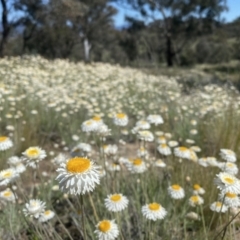 Leucochrysum albicans subsp. tricolor at Tuggeranong DC, ACT - 9 Oct 2021 11:36 AM