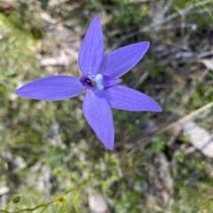 Glossodia major (Wax Lip Orchid) at Kambah, ACT - 9 Oct 2021 by Shazw