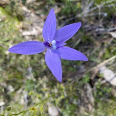 Glossodia major (Wax Lip Orchid) at Mount Taylor - 9 Oct 2021 by Shazw