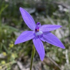 Glossodia major at Kambah, ACT - suppressed