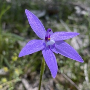 Glossodia major at Kambah, ACT - 9 Oct 2021