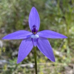 Glossodia major at Kambah, ACT - suppressed