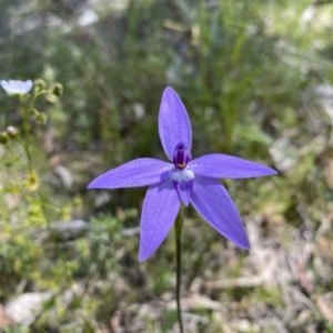 Glossodia major at Kambah, ACT - suppressed