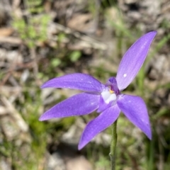 Glossodia major (Wax Lip Orchid) at Mount Taylor - 9 Oct 2021 by Shazw